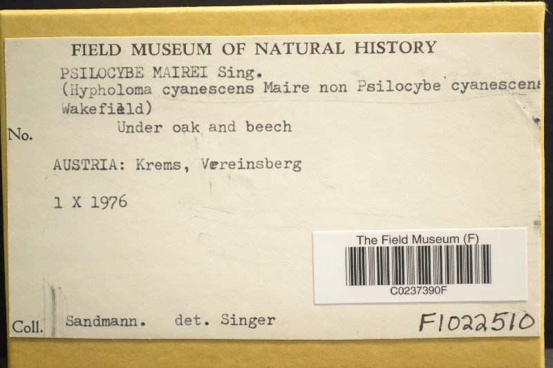 Psilocybe mairei image