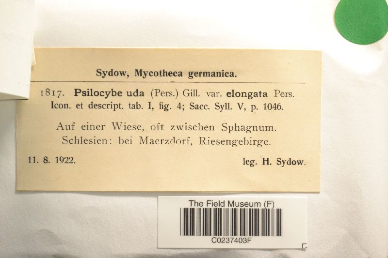 Psilocybe uda image