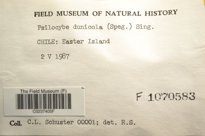 Psilocybe dunicola image