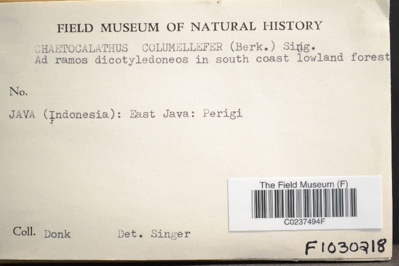 Chaetocalathus columellifer image