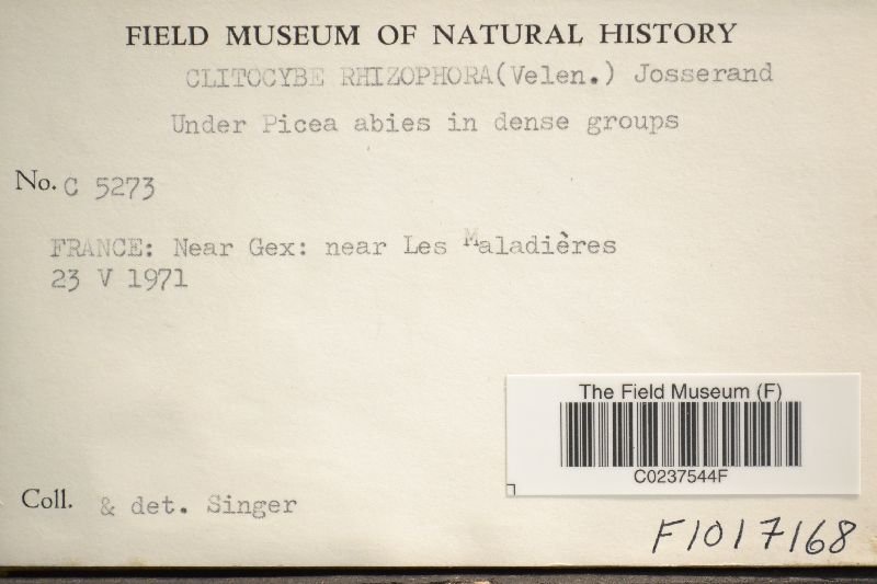 Clitocybe rhizophora image