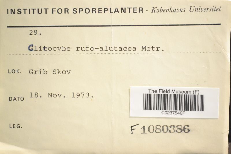 Clitocybe rufuloalutacea image