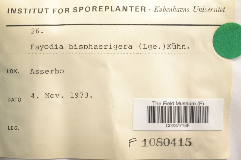 Fayodia bisphaerigera image