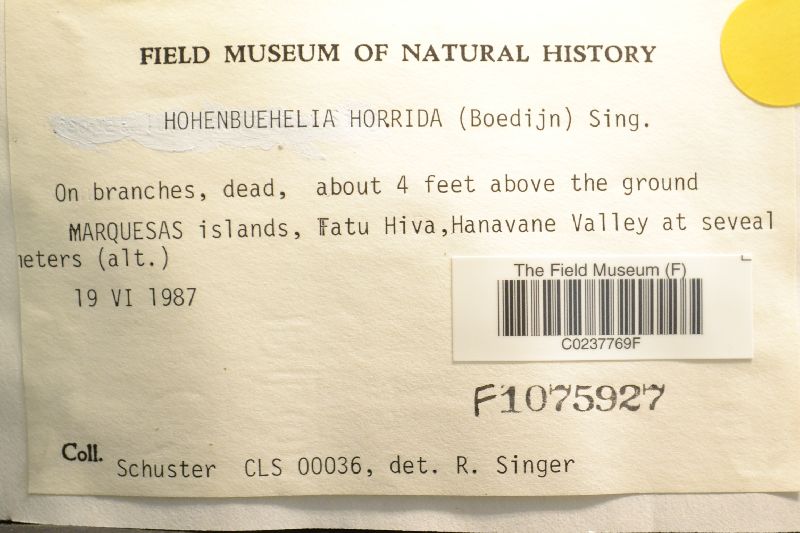 Hohenbuehelia horrida image