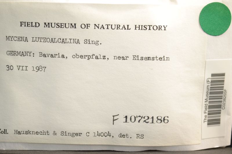 Mycena luteoalcalina image