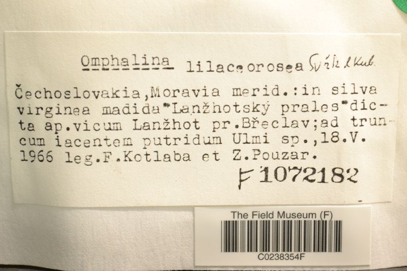 Omphalina lilaceorosea image