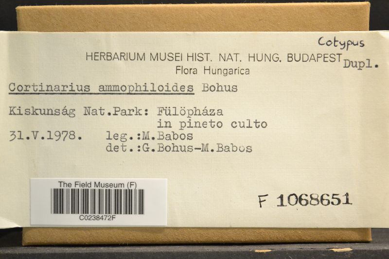 Cortinarius ammophiloides image