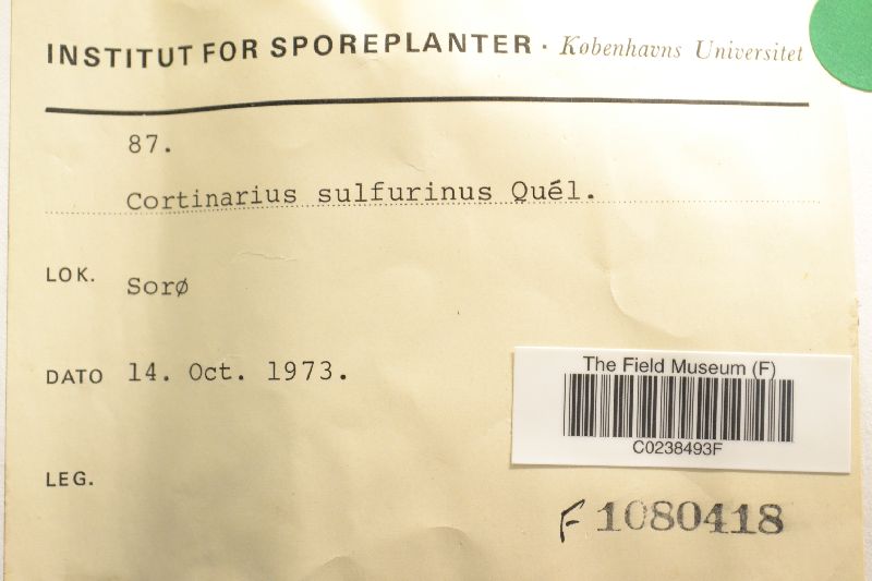 Cortinarius sulphurinus image