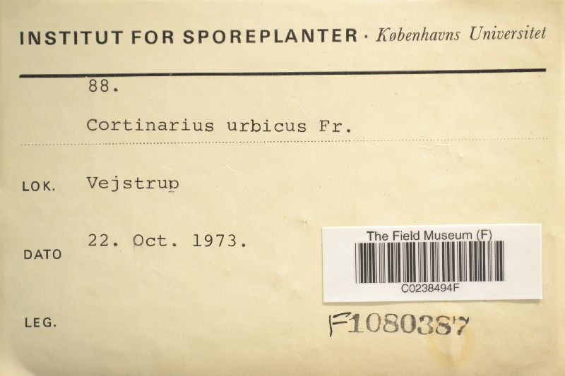 Cortinarius urbicus image