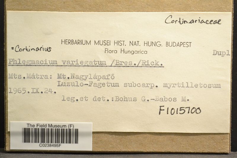 Cortinarius variegatus image