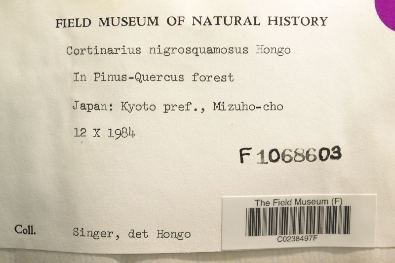 Cortinarius nigrosquamosus image