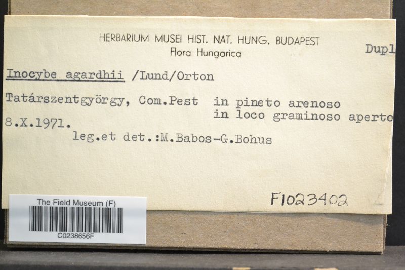 Inocybe agardhii image