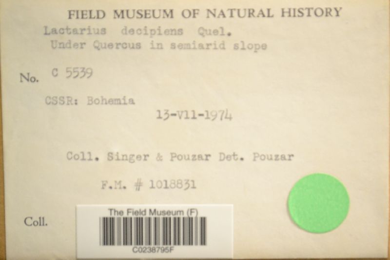 Lactarius decipiens image