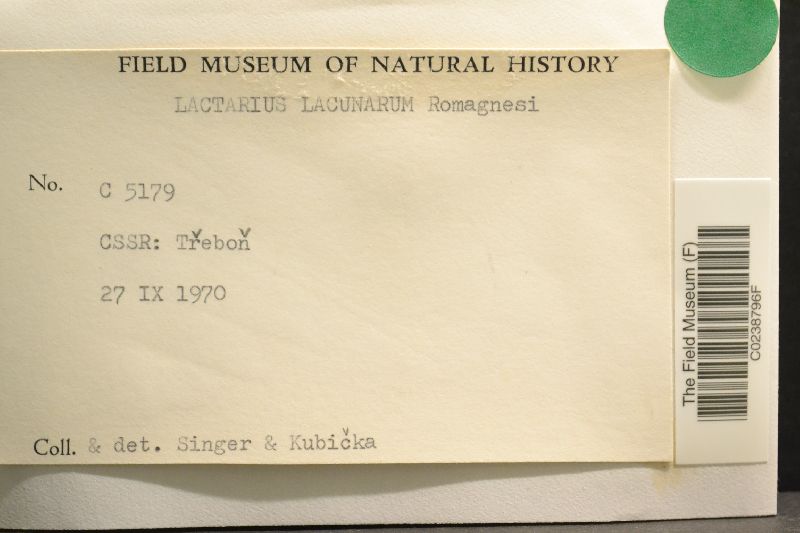 Lactarius lacunarum image