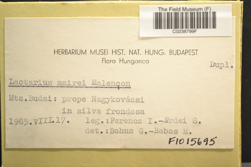 Lactarius mairei image