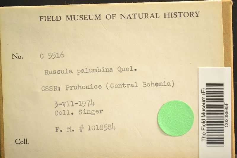 Russula palumbina image
