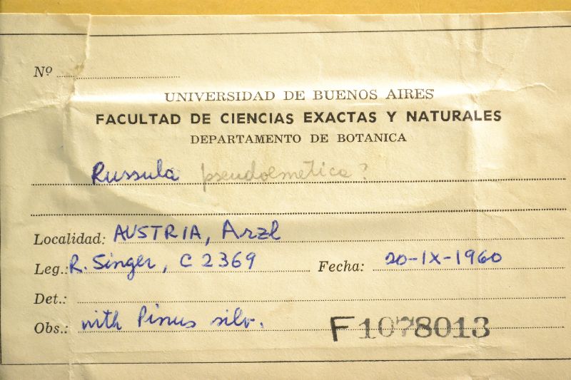 Russula pseudoemetica image