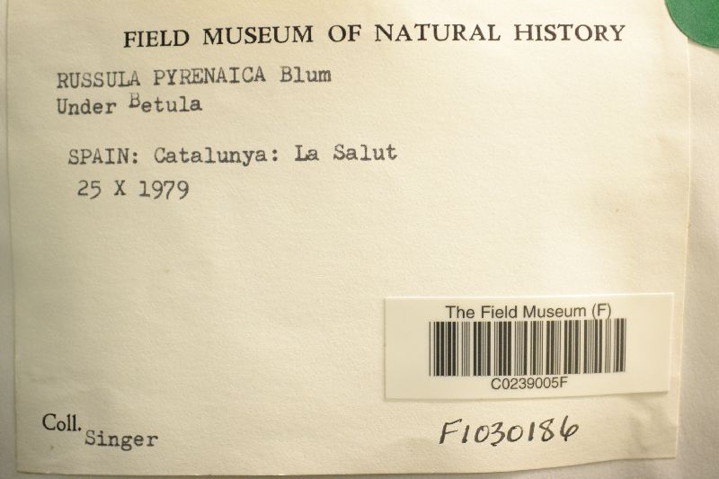 Russula pyrenaica image