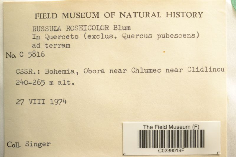 Russula roseicolor image