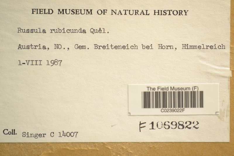 Russula rubicunda image