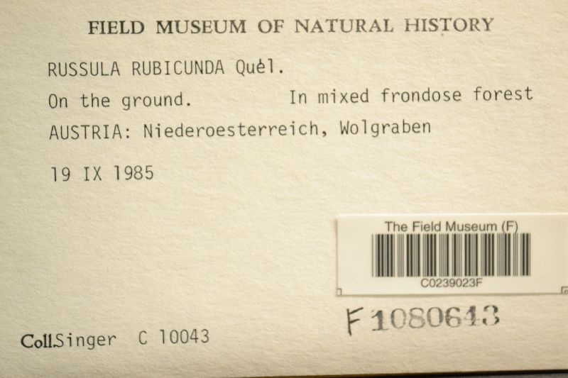 Russula rubicunda image