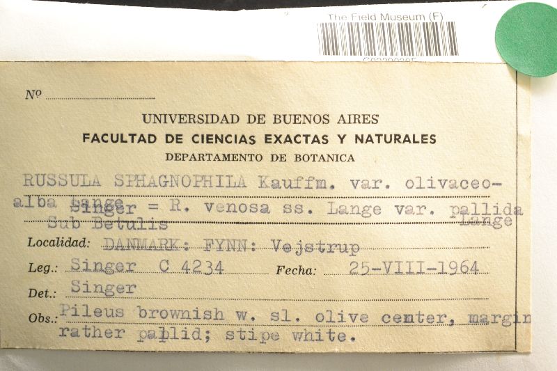 Russula sphagnophila var. olivaceoalba image