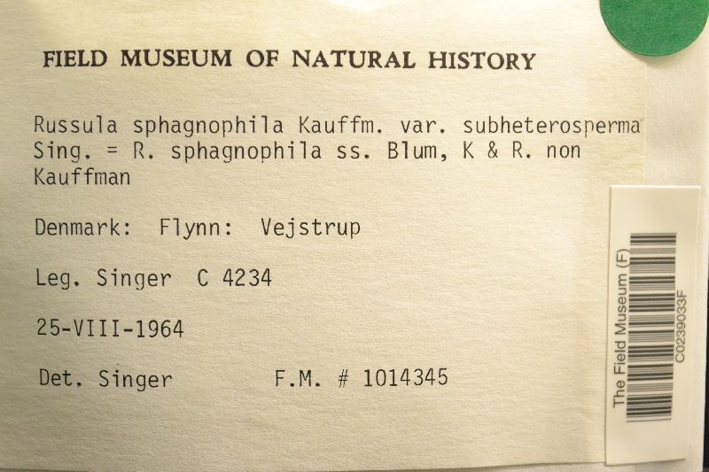Russula sphagnophila var. subheterosperma image