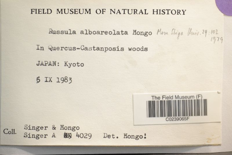 Russula alboareolata image