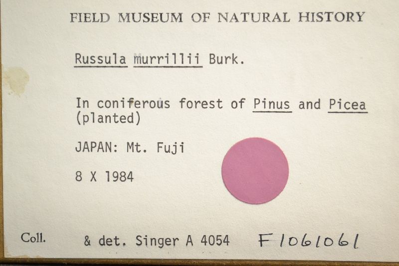 Russula murrillii image