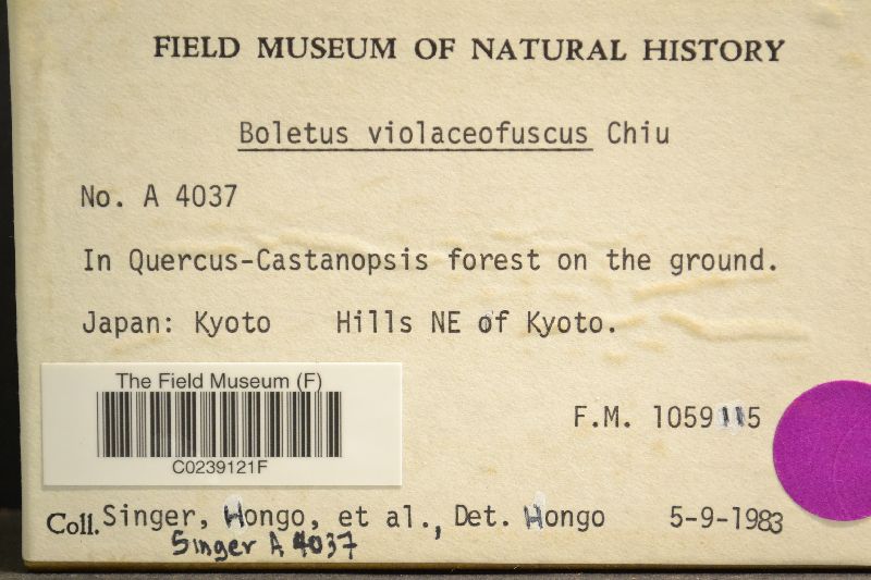 Boletus violaceofuscus image