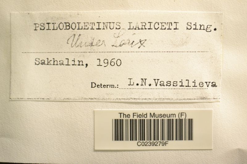 Psiloboletinus lariceti image