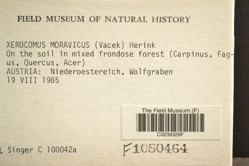 Aureoboletus moravicus image
