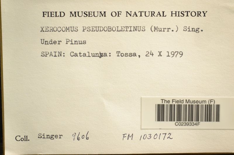 Xerocomus pseudoboletinus image