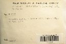 Boletus subtomentosus image