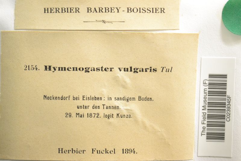 Hymenogaster vulgaris image