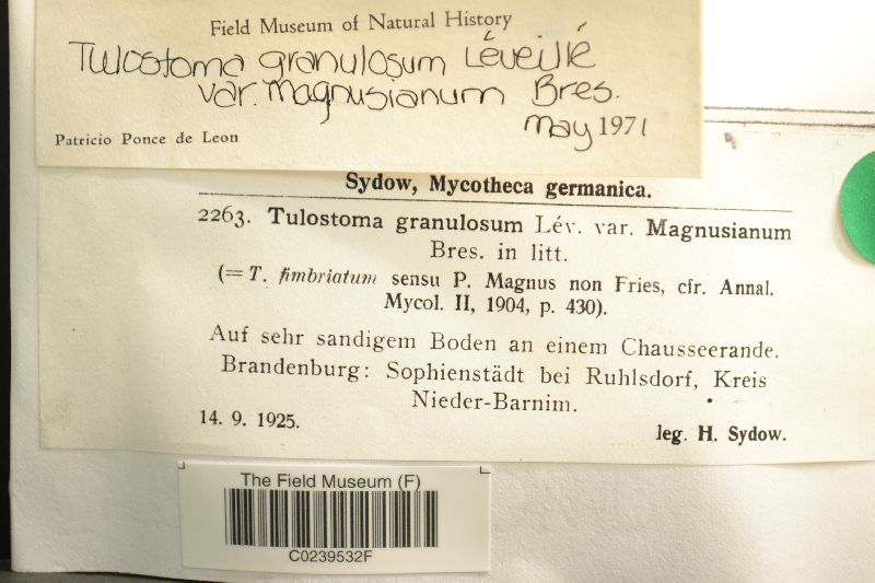 Tulostoma granulosum var. magnusianum image