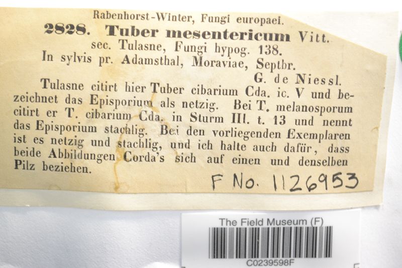 Tuber mesentericum image