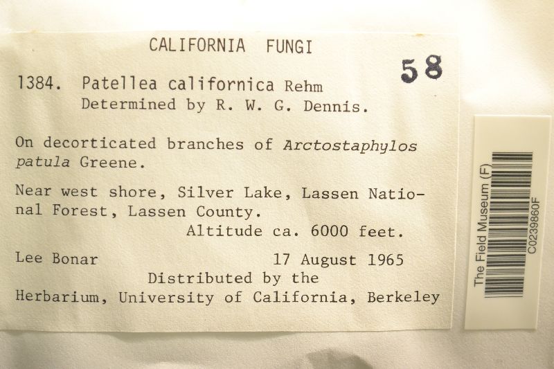 Patellea californica image