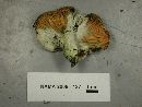 Hypomyces armeniacus image