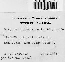 Graphiola phoenicis image
