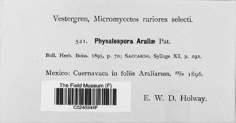 Phyllachora araliae image