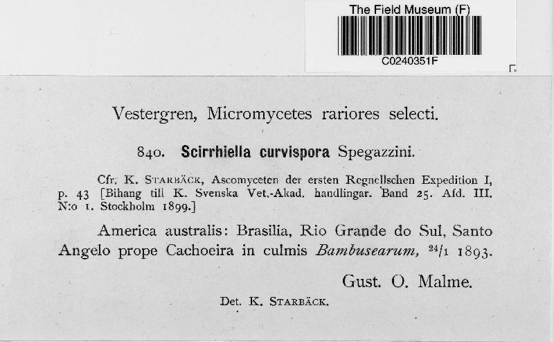 Scirrhiella curvispora image