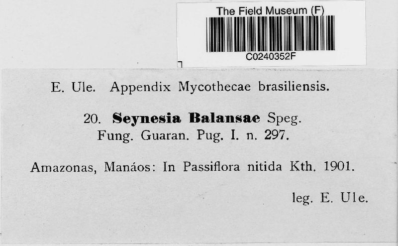Seynesia balansae image