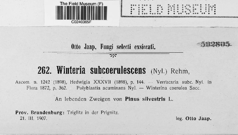 Winteria subcaerulescens image