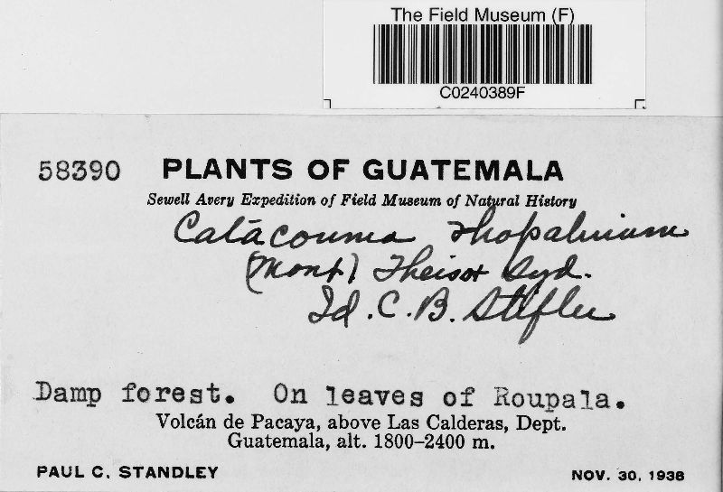 Catacauma rhopalinum image