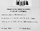 Diatrype stigma image