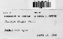 Diatrype stigma image