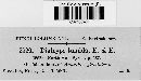 Diatrype tumida image