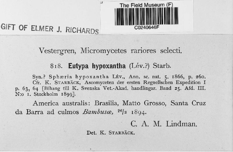 Eutypa hypoxantha image