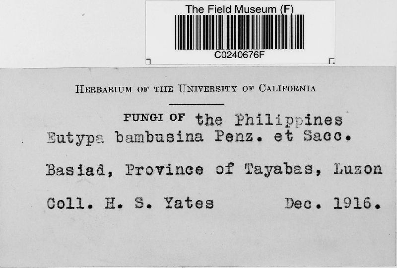 Eutypa bambusina image